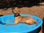 Adopt Sadie a Hound, Labrador Retriever