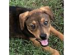 Adopt Peanut Butter a Mixed Breed