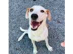 Adopt STELLA a Greyhound, Labrador Retriever