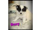 Adopt Roxy a Eskimo Dog, Spitz