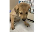 Adopt A371415 a Labrador Retriever, Redbone Coonhound