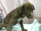 Adopt A1835730 a American Staffordshire Terrier, Mixed Breed