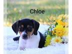 Beagle PUPPY FOR SALE ADN-440687 - Chloe