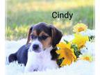 Beagle PUPPY FOR SALE ADN-440688 - Cindy