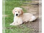 Golden Retriever PUPPY FOR SALE ADN-441068 - Female Golden Puppy