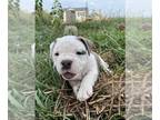 Olde English Bulldogge PUPPY FOR SALE ADN-440920 - Stunning pup