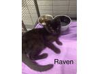Adopt Raven (needs a kitten or young cat friend) a Domestic Short Hair
