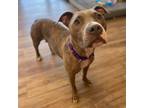 Adopt Angel Rose a Pit Bull Terrier
