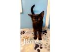 Adopt Raven YOUNG MALE a Domestic Short Hair