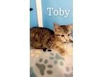 Adopt Toby YOUNG MALE a Domestic Short Hair