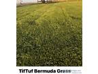 TifTuff Bermuda Grass