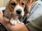 Adopt Wizard a Beagle