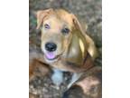 Adopt Roly Poly a Shar-Pei, Terrier