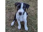 Adopt Jack a Pit Bull Terrier, Border Collie