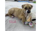 Adopt Ella a Pit Bull Terrier
