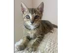 Adopt Triscuit a Tabby