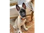 Meet Maisey Maisey Is An 11 Week Old Female German Shepherd X She Cant Wait To Give A Family A Life Full Of Laughter And Personality And Fun She Loves