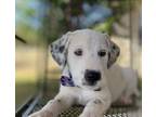 Adopt Sherman a Dalmatian, Terrier