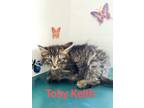 Adopt Toby Keith a Domestic Short Hair, Tabby