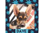 Adopt Dave a German Shepherd Dog