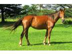 Athletic mare looking for new home