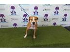 Adopt HONEY a Tan/Yellow/Fawn - with White American Staffordshire Terrier /