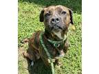 Adopt Lucy a Black Mixed Breed (Medium) / Mixed dog in Inverness, FL (35534310)