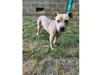 Adopt Callie a Tan/Yellow/Fawn Mixed Breed (Large) / Mixed dog in Beatrice