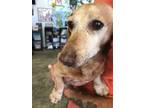 Adopt Eric a Tan/Yellow/Fawn Dachshund / Mixed dog in Santa Paula, CA (35535072)
