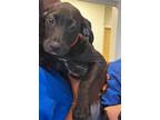 Adopt Hammer pups a Black - with White American Staffordshire Terrier / Labrador