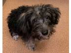 Adopt Scrappy a Black Schnauzer (Miniature) / Poodle (Miniature) / Mixed dog in