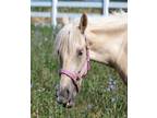 Adopt Lightning a Palomino Pony - Other / Pony - Other / Mixed horse in