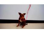 Adopt BRADY a Brown/Chocolate - with Tan Miniature Pinscher / Mixed dog in
