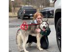 Looking For Allentown Dog Walker, Pennsylvania Jobs