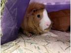 Adopt Cotton a Brown or Chocolate Guinea Pig / Guinea Pig / Mixed small animal