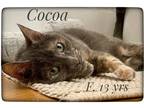 Adopt Cocoa a Tortoiseshell Domestic Shorthair (medium coat) cat in Asheville
