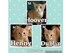 Adopt Henny a Orange or Red Tabby Domestic Shorthair (short coat) cat in