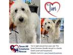Adopt Tori a Great Pyrenees / Poodle (Standard) / Mixed dog in Dallas/Fort