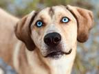 Adopt Ace a Tan/Yellow/Fawn - with White Labrador Retriever / Husky / Mixed dog