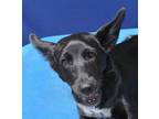 Adopt Blitzie A Black Shepherd (Unknown Type) / Husky Dog In Pagosa Springs
