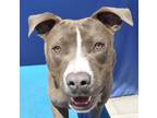 Adopt Ace A Gray/Blue/Silver/Salt & Pepper American Bulldog Dog In Pagosa