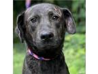 Adopt CT - Stella Rose - Spayed - Adult a Black Plott Hound / Labrador Retriever