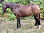 Sweet Thoroughbred Mare