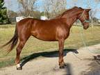 Registered Big Red Dutch Harness Warmblood Type Mare 162 Hands 4 Years