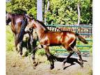 Broodmare lease, Student apps