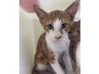 Primary Color Tabby Weight 375lbs Age 0yrs 3mths 0wks Animal Has Been Neutered See More At Petfindercom