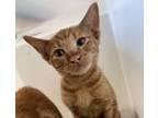 Primary Color Tabby Weight 218lbs Age 0yrs 3mths 0wks Animal Has Been Neutered See More At Petfindercom
