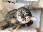 Sassy Is A Two Year Old Short Haired Tabby Girl She Is So Loving But A Little Shy She Just Needs A Couple Days To Build Trust And She Will Love You An