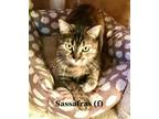 Sassafras Is A Two Year Older Short Haired Tabby Girl She Is So Sweet Gentle And Loving Once She Gets To Know You Will Love Just Being Held And Snuggl