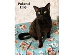 Poland Is A 1 Year Old Male Kitty Who Loves To Be Loved He Is Very Independent And As Mellow As Can Be With People And All Other Cats He Is Friendly B